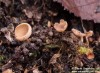jehnědka lísková (Houby), Ciboria coryli (Fungi)